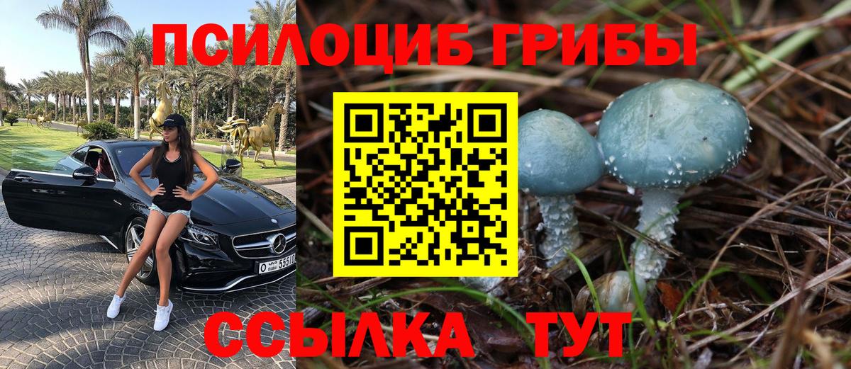 Галлюциногенные грибы Psilocybe Салехард